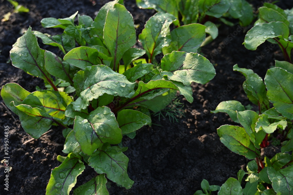 green red beet leaves in the vegetable garden, young rows of chard, rows of fresh vegetables, growing vegetables on the ground in the vegetable garden green red beet leaves in the vegetable garden, young rows of chard, rows of fresh vegetables, growing vegetables on the ground in the vegetable garden