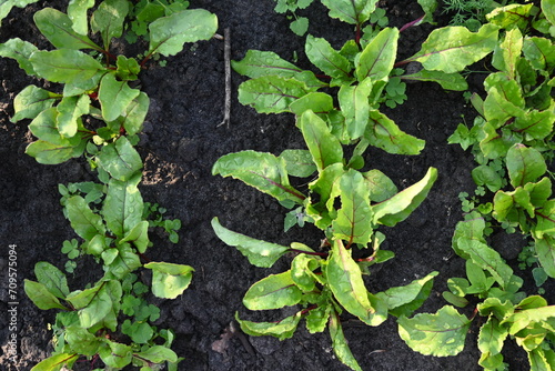 green red beet leaves in the vegetable garden, young rows of chard, rows of fresh vegetables, growing vegetables on the ground in the vegetable garden 