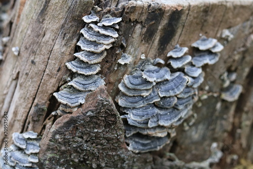 Gray flat mushrooms