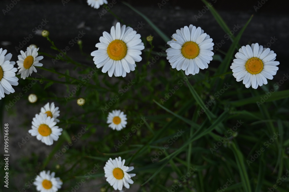 white daisies on a green background, white daisy flowers on a green background white daisies on a green background, white daisy flowers on a green background