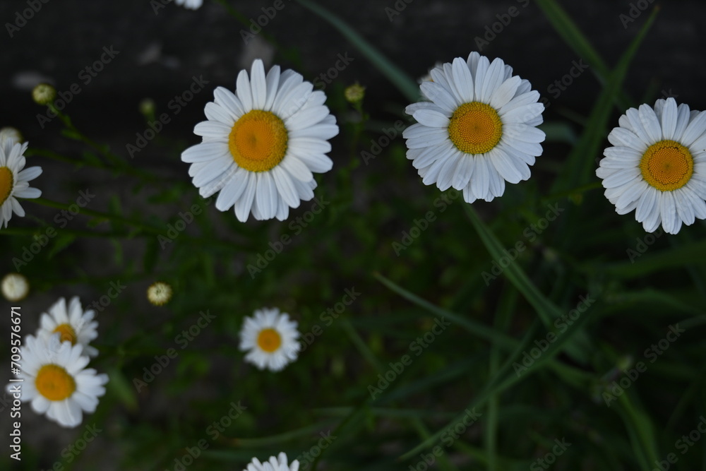 Obraz premium white daisies on a green background, white daisy flowers on a green background 
