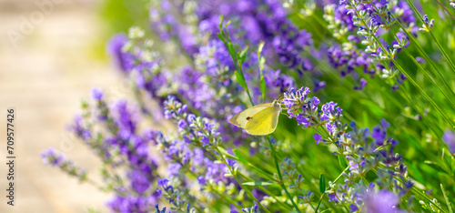 Butterflies on spring lavender flowers under sunlight. Beautiful landscape of nature with a panoramic view. Hi spring. long banner