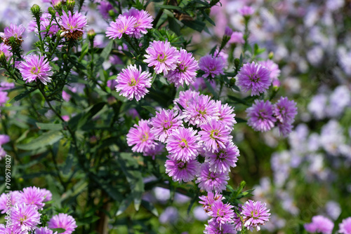 Purple and pink Margaret flowers blooming in the sunlight in the morning natural seasons