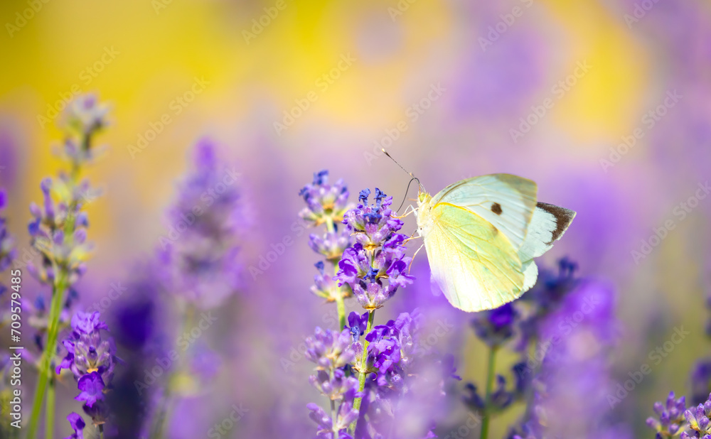 Naklejka premium Butterflies on spring lavender flowers under sunlight. Beautiful landscape of nature with a panoramic view. Hi spring. long banner