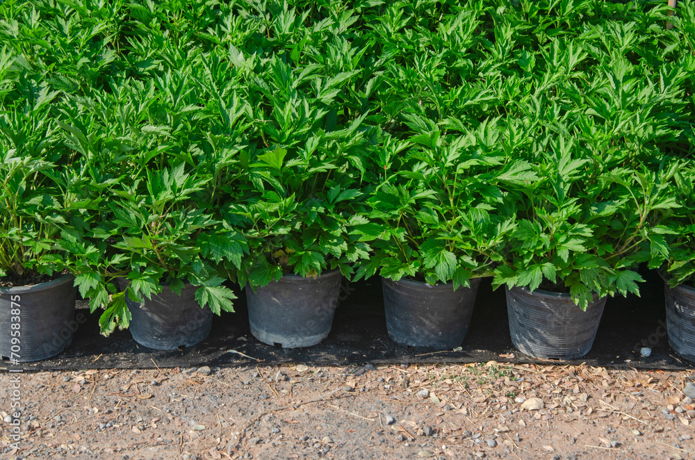 Fresh green white mugwort sprouts in black pots for sale Fresh green white mugwort sprouts in black pots for sale