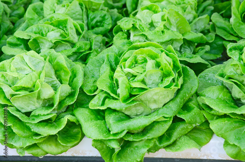 Fresh green butterhead lettuce with dew drops