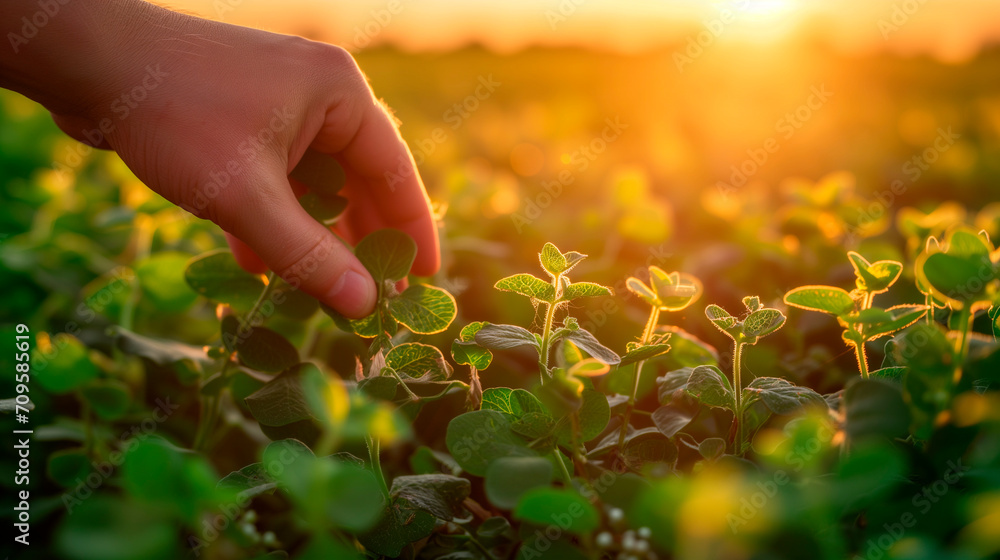 Fototapeta premium The farmer's hand checks the condition of the soil and the young green shoots in the field.