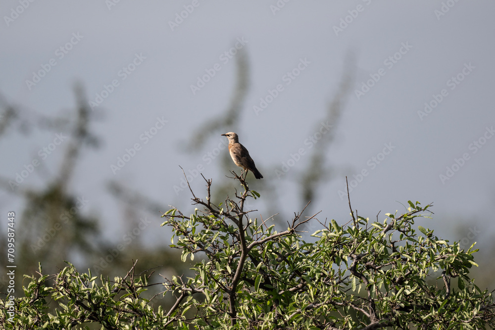 Somali weaver finches on a tree near a nest in natural conditions in a national park in Kenya Somali weaver finches on a tree near a nest in natural conditions in a national park in Kenya