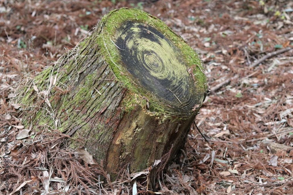 Obraz premium Annual tree ring with moss growing on it