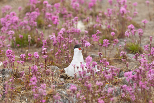 Common ternwith a chick sits on a nest among pink flowers photo