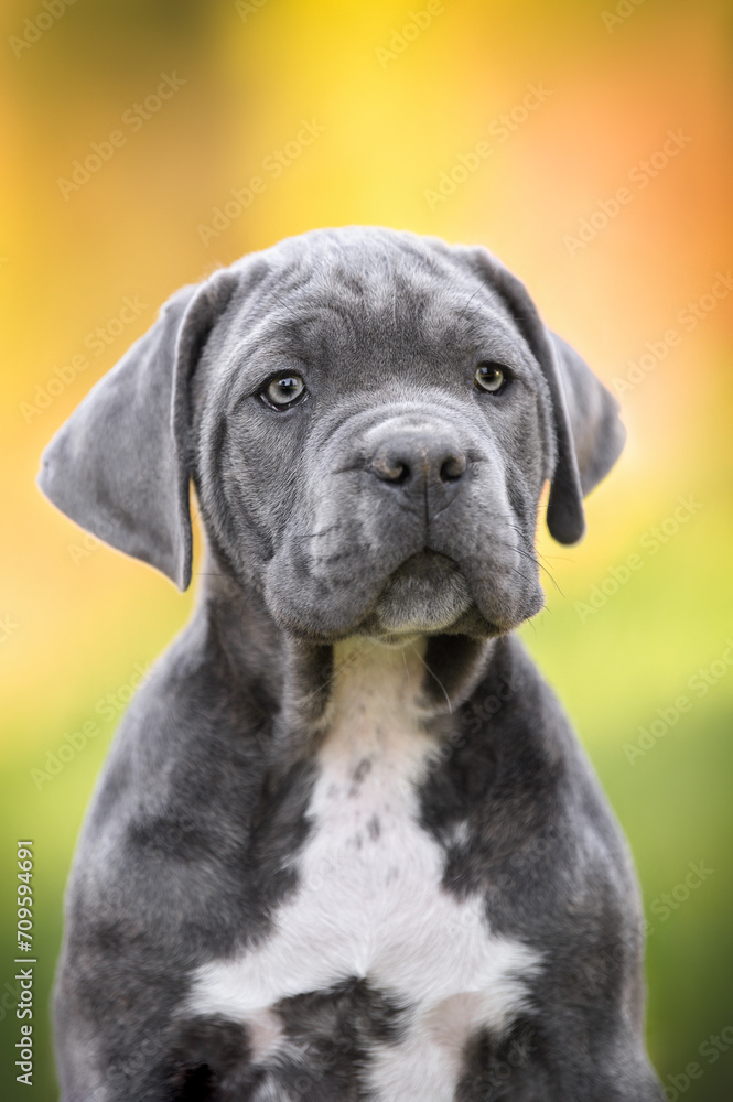 close up portrait of grey cane corso puppy outdoors in summer close up portrait of grey cane corso puppy outdoors in summer
