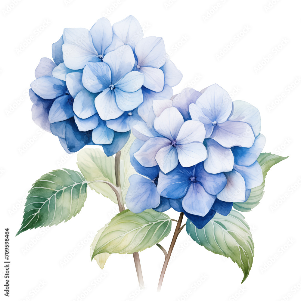 Hydrangea bouquet watercolor isolate on transparent background Hydrangea bouquet watercolor isolate on transparent background