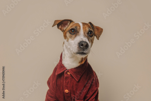 Jack Russell Terrier dog wearing burgundy shirt against beige background