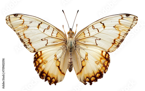 Butterfly on Transparent Background © Rehan