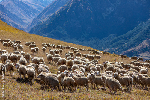 A flock of sheep in the mountains