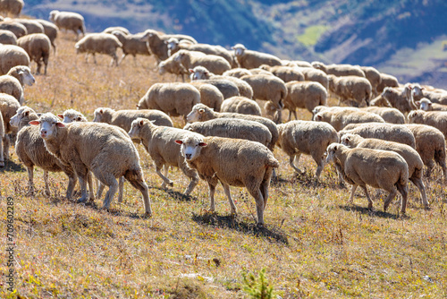 A flock of sheep in the mountains