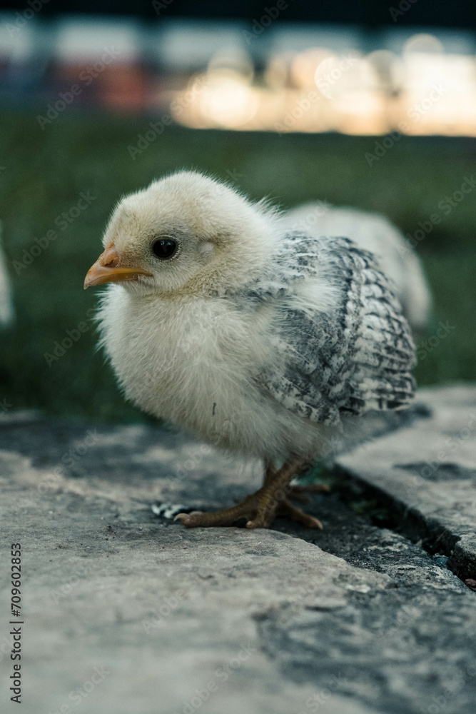 Obraz premium Anblick von einem Küken