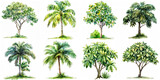 Set of watercolor tropical tree illustration isolated on white background
