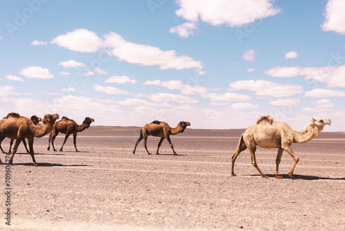 Camel family walking in desert at Merzouga, Morocco, Africa photo