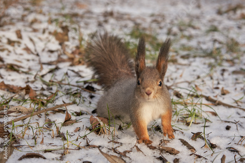 A squirrel walks through a winter park.