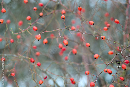 Rosehip bush on which are dry fruits in January © Александр Гичко