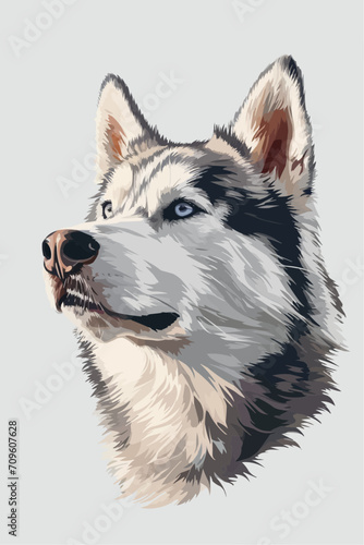 husky dog