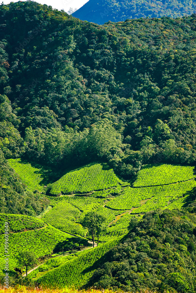 Escape to the serenity of nature with this breathtaking view of a lush green hillside adorned with a multitude of trees Escape to the serenity of nature with this breathtaking view of a lush green hillside adorned with a multitude of trees