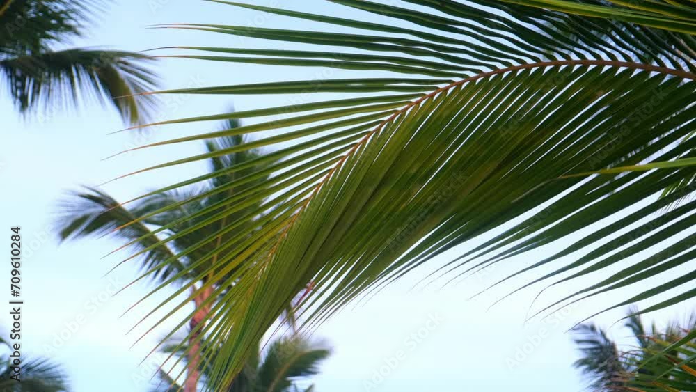 Palm trees on the shores of the Atlantic Ocean. Punta Cana Dominican Republic Caribbean sea and sky and beach landscape. Vacation, travel and exotic adventure concept. Palm trees on the shores of the Atlantic Ocean. Punta Cana Dominican Republic Caribbean sea and sky and beach landscape. Vacation, travel and exotic adventure concept.