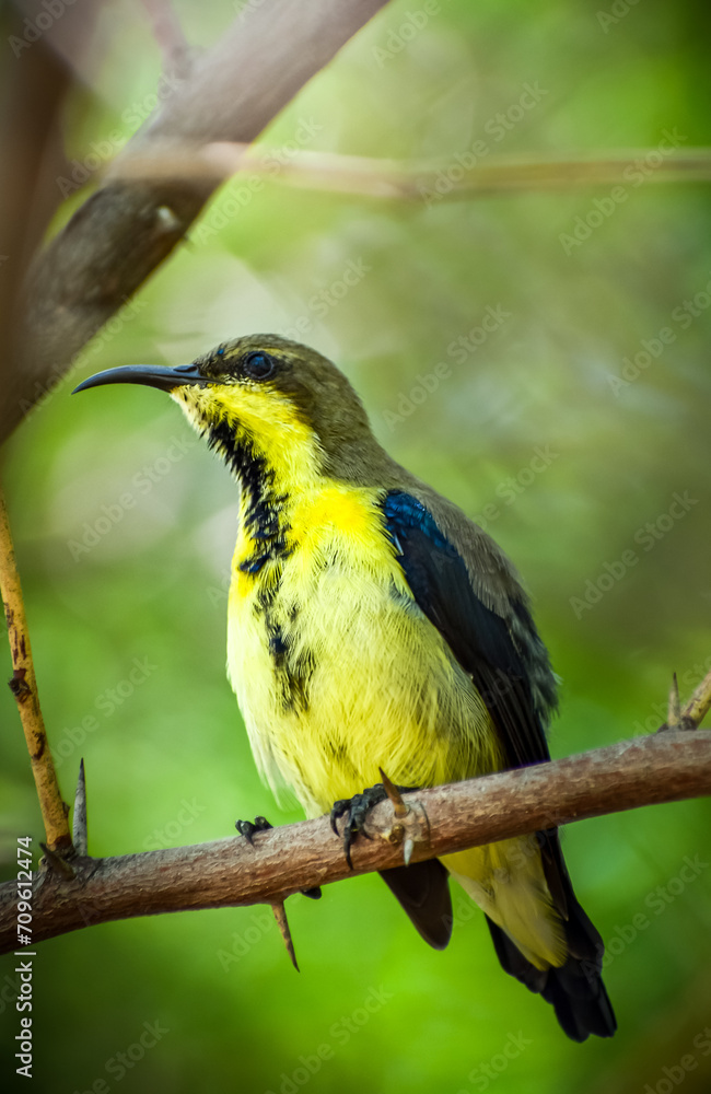 Check out this stunning yellow and black bird perched majestically on a tree branch Check out this stunning yellow and black bird perched majestically on a tree branch