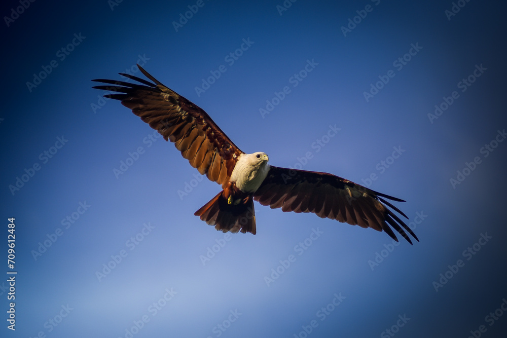 Obraz premium Soaring high in the endless blue sky, this majestic bird reminds us to embrace our freedom and reach for the stars