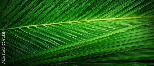 close up of green leaf from a palm tree © Mik Saar