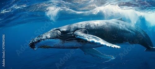 Spectacular humpback whale gracefully gliding through the mesmerizing depths of the ocean © Ilja