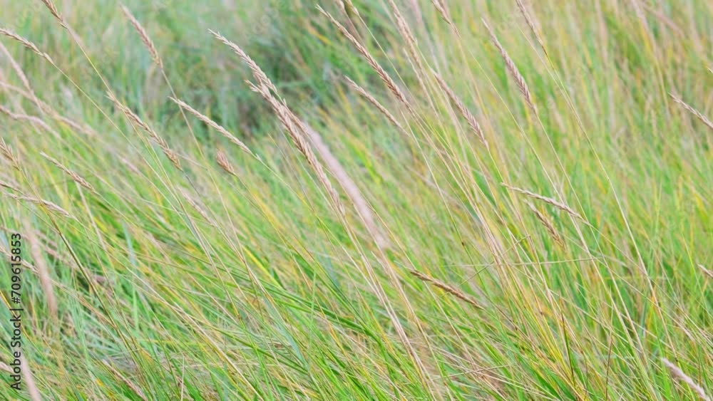 Blurry European beach grass, reeds, and stalks sway in the wind, along the shore isolated in the dunes with white sand. Blurry European beach grass, reeds, and stalks sway in the wind, along the shore isolated in the dunes with white sand.