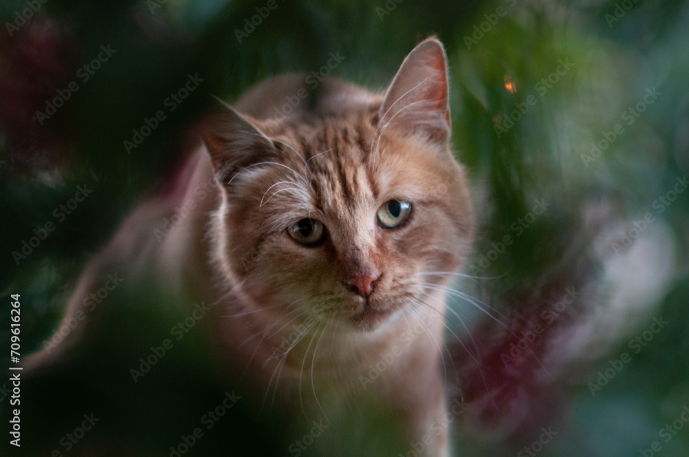 Closeup of a ginger cat head and face staring through a tunnel of green leaves.