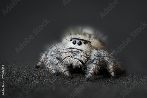 Female regal jumping spider, Phidippus regius
