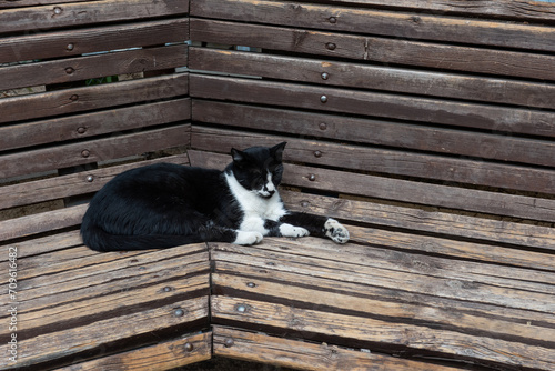 Black and white, adult, feral cat napping on a wooden bench.