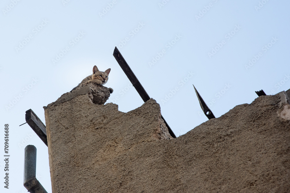 Low angle view of a cat prowling on a broken cement wall.