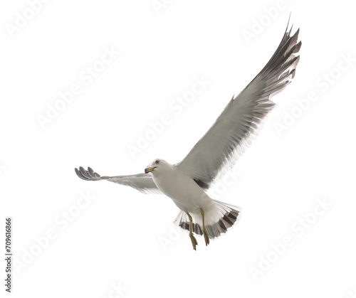 Flying seagull in the sky. Isolated on white.