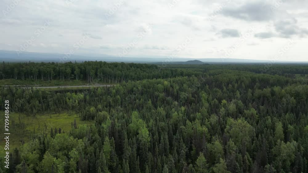 Forrest in Alaska. Landscape and pure nature. Forrest in Alaska. Landscape and pure nature.