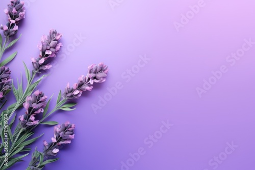  a bunch of lavender flowers on a purple and purple background with a place for a text or an image to put on a card or brochure.
