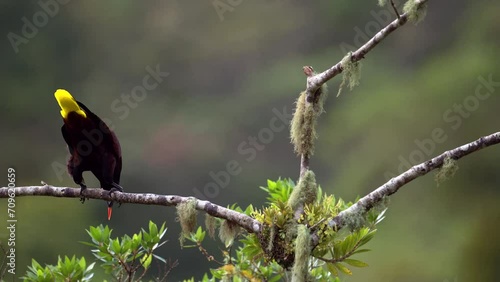 Montezuma Oropendola (Psarocolius montezuma) perched on branch, swings off its perch to start its 180-degree dip,  slowmotion photo