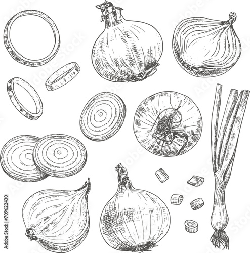 Hand drawn fresh onion. Set sketches with a whole onion, cut in half, onion rings and green onions. Vector illustration isolated on white background.
