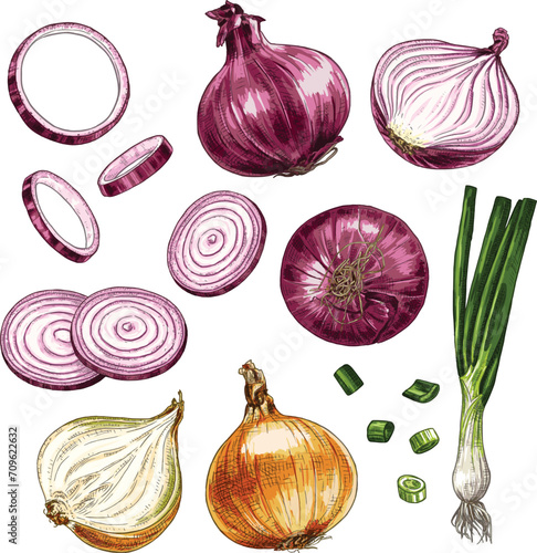 Hand drawn fresh onion. Set sketches with a whole onion, cut in half, onion rings and green onions. Vector illustration isolated on white background.