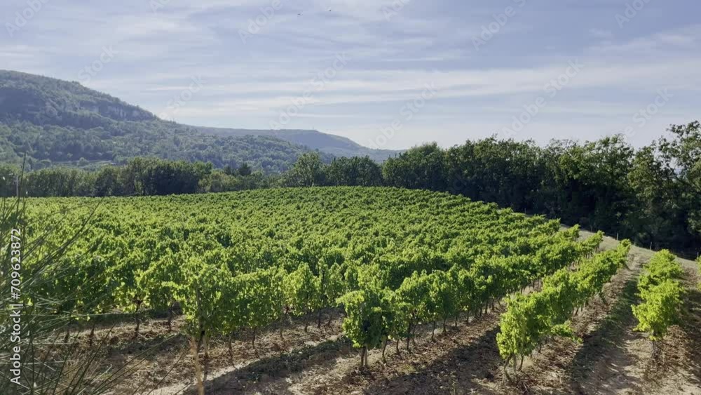 Field in France with wine plants on a sunny hill in Provance with beautiful landscape and hills in the Hitnergrund Field in France with wine plants on a sunny hill in Provance with beautiful landscape and hills in the Hitnergrund
