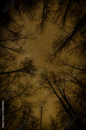 Trees in the Stellar Sky