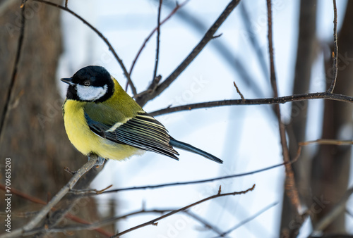 A tit sits on a tree branch on a winter day in close-up.