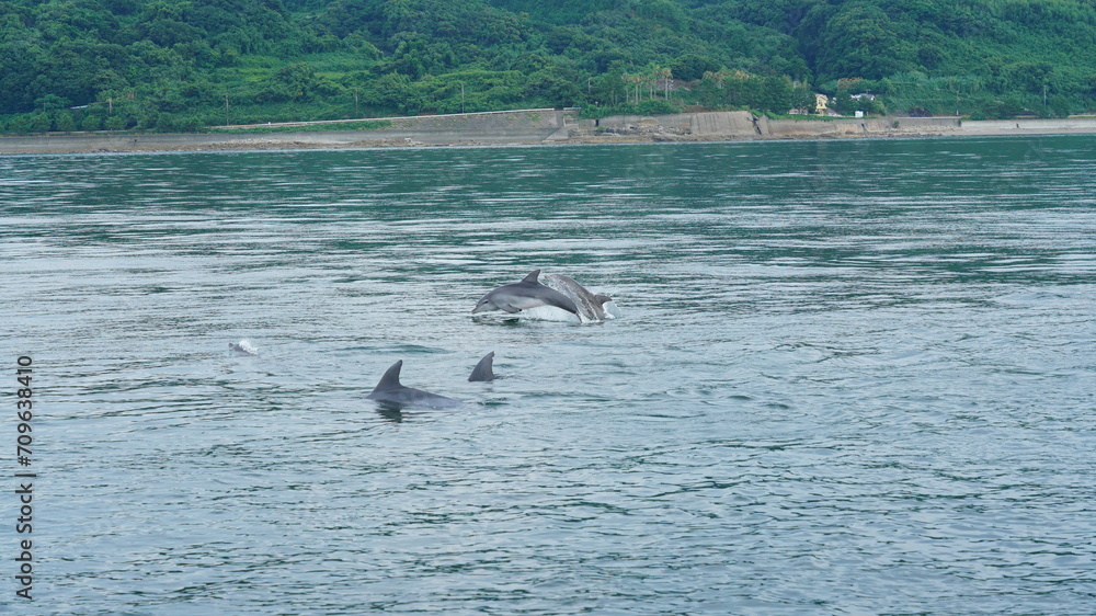 天草のイルカファミリー　ミナミハンドウイルカDolphin