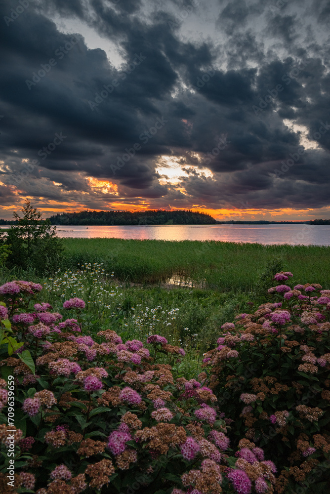 Dramatic dark sky sunset over the lake with flowers in foreground