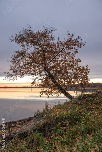 Lone tree with orange leaves on a tranquil autumn lake shore at sunrise
