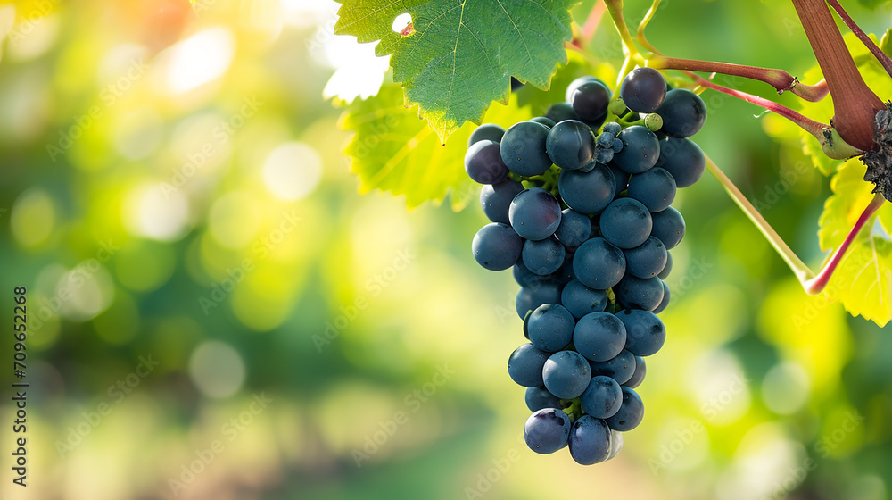 Bunch of Black Wine grape over green natural vineyard garden background, Kyoho Grape with leaves in blur background. Made with generative ai